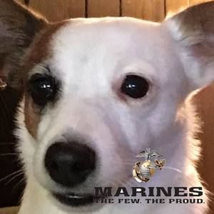 Meet your Posher, Bob